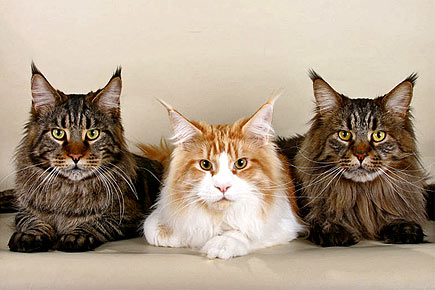 Three Maine Coon cats.