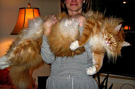 Huge Maine Coon cat held by
