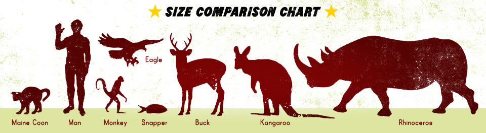 Maine Coon size comparison
