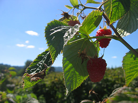 raspberry vine